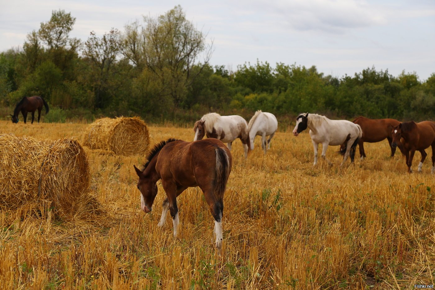 Верховое поле. Сенокосы и пастбища. Лошадь в поле. Сенокос лошадь. Много лошадей.