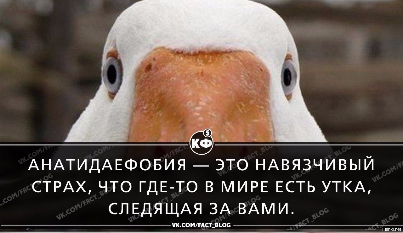 Теперь вся утка наша картинки