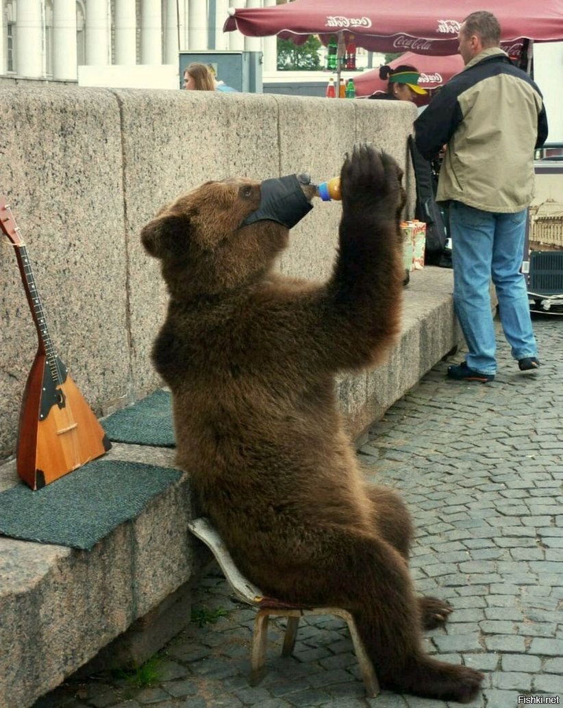 Медведь Россия Фото