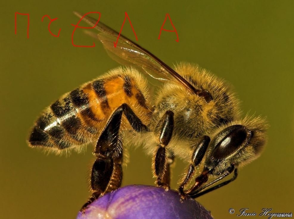 Пчела APIS mellifera scutellata. Африканская медоносная пчела убийца. АФРИКАНИЗИРОВАННАЯ медовая пчела. АФРИКАНИЗИРОВАННАЯ пчела гибрид.