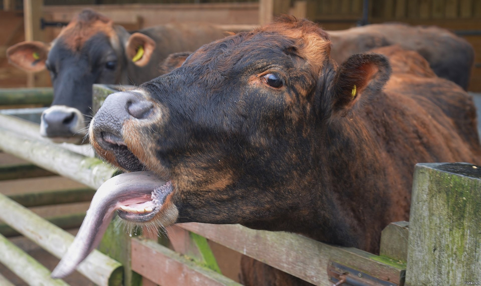 A cow a big head