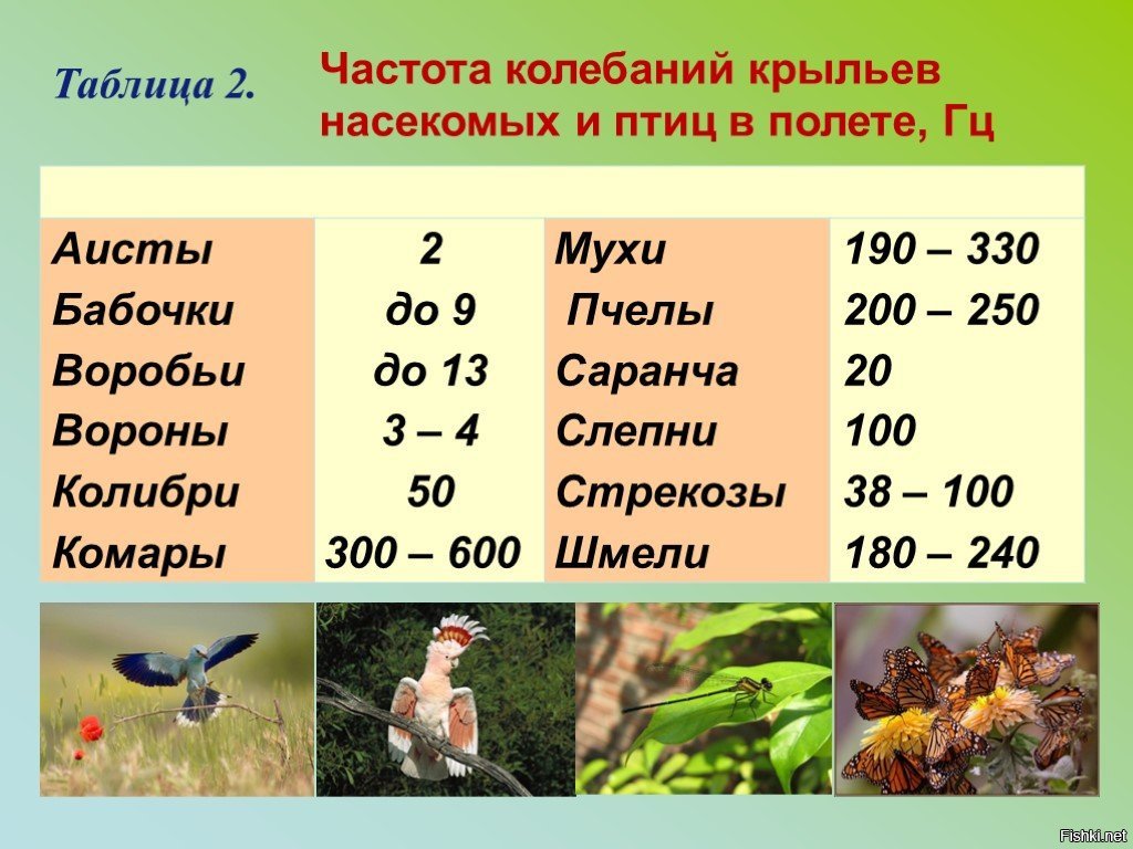 Частота колебаний 5 гц. Частота колебаний крыльев насекомых и птиц в полете. Частота колебаний крыльев насекомых. Частота колебаний крыльев птицы. Таблица «частота колебаний крыльев насекомых и птиц в полете».