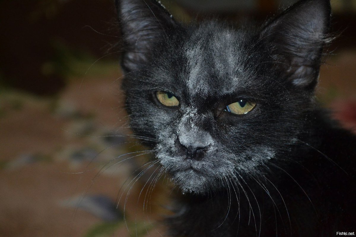 Черный кот в муке