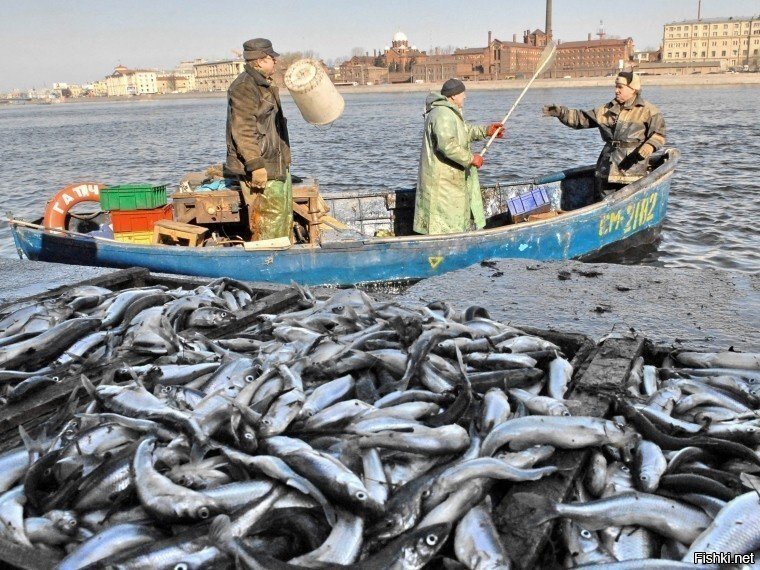 Разрешенный лов рыбы. Промысел рыбы в финском заливе. Корюшка в Неве. Корюшка улов. Корюшка залив.