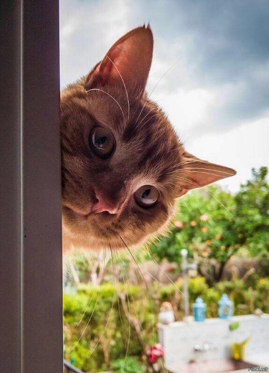Кот выглядывает в окно