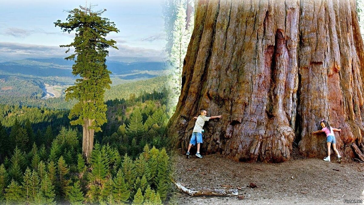 Самое Высокое Дерево На Планете Земля