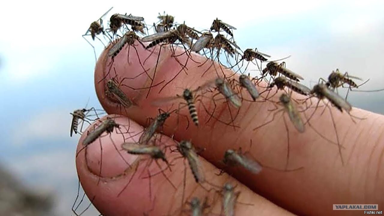 Сколько живут комары в квартире после укуса. Лихорадка Денге комар.