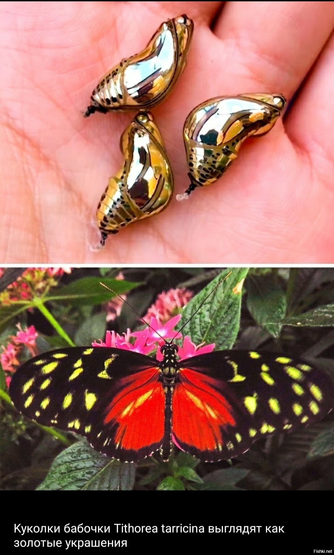 редкие бабочки фото и названия