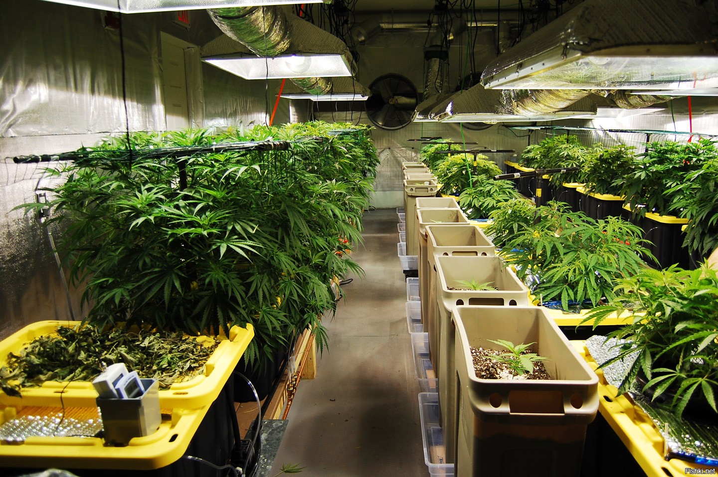 Смотреть плантации марихуаны марихуана тверь купить
