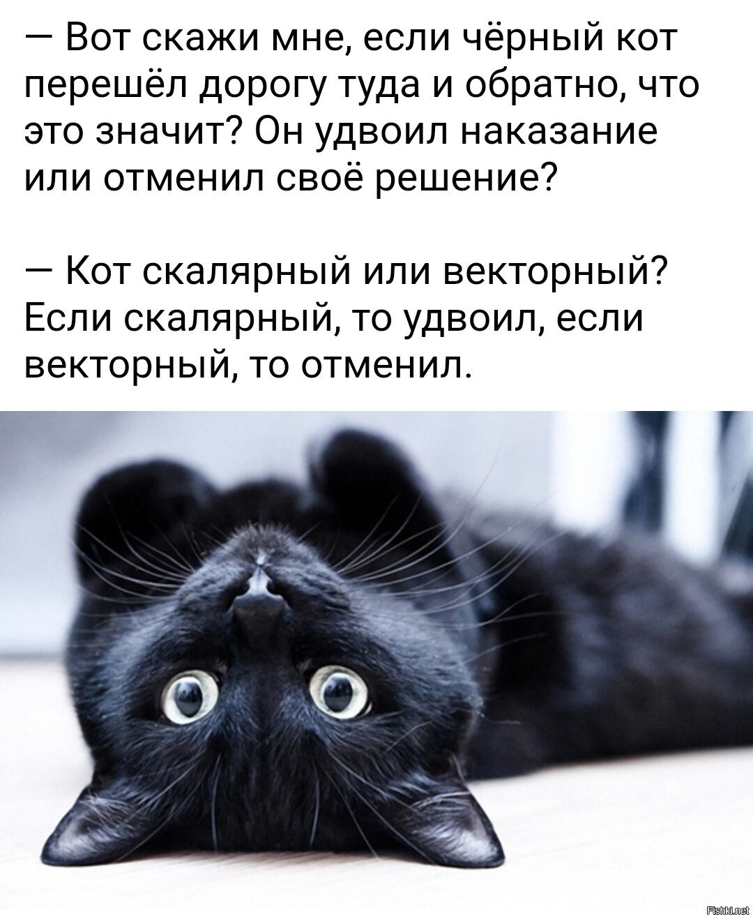 Говорят не повезет если черный текст. Кот юмор. Черный кот юмор. Коты черный юмор.