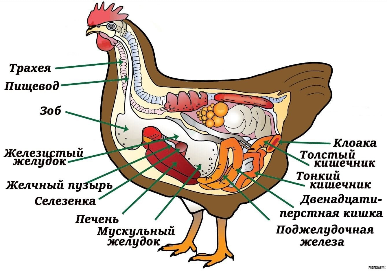 Строение пищеварительной системы курицы