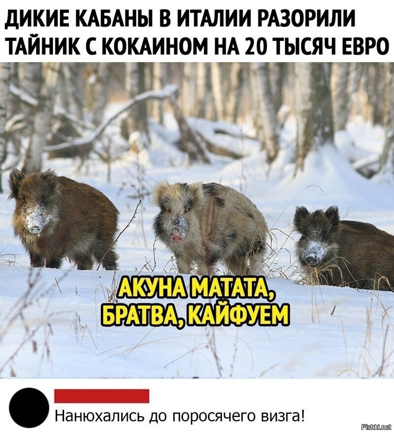 План кабан откуда фраза