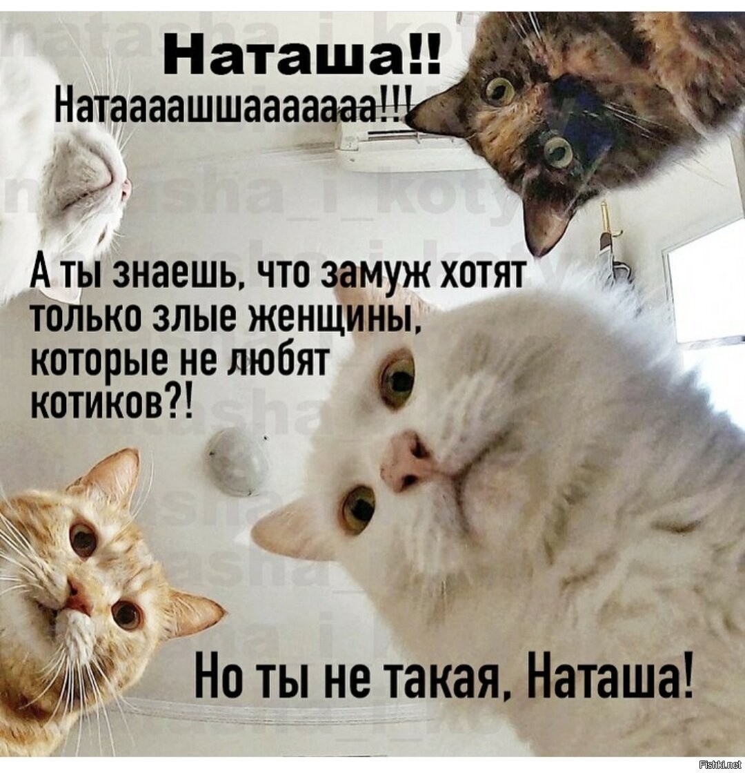 Уже четыре долгих дня наташку прячут. Мемы с котами и Наташей. Наташа и коты. Наташа и котики мемы.