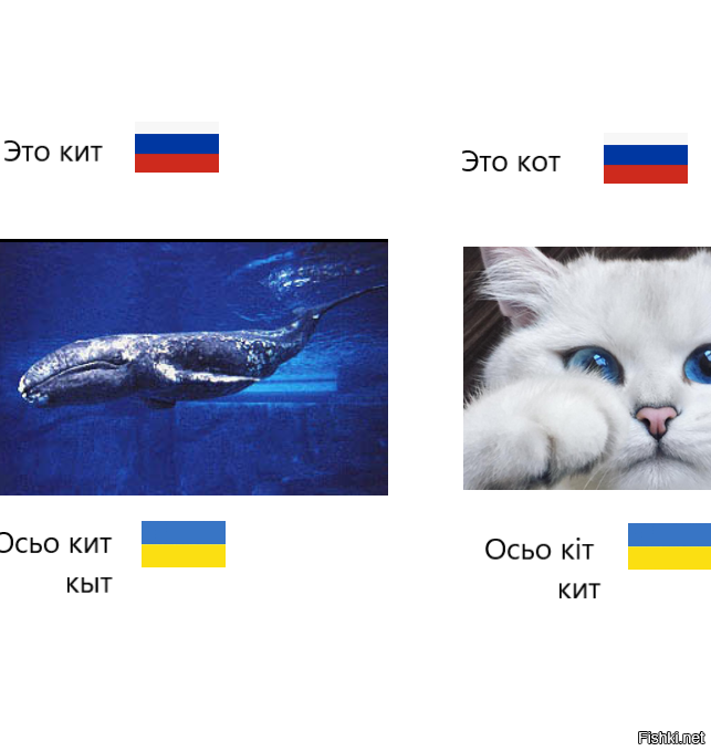 Фото переводчик кита. Кит и кот. Кит по украински. Кот по украински.