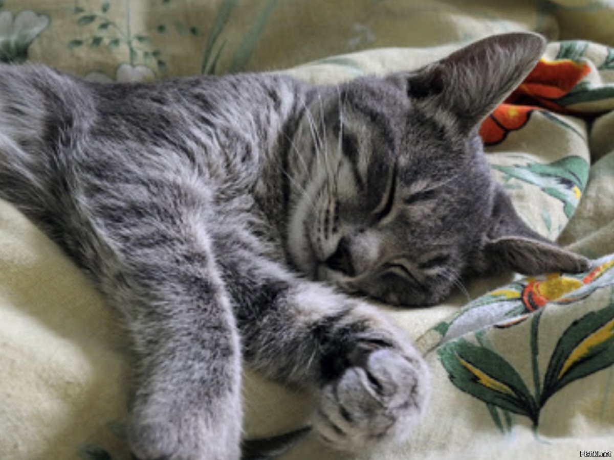Кошка приходит спать. Спящие котики. Спящий кот в кровати. Сонный котик.