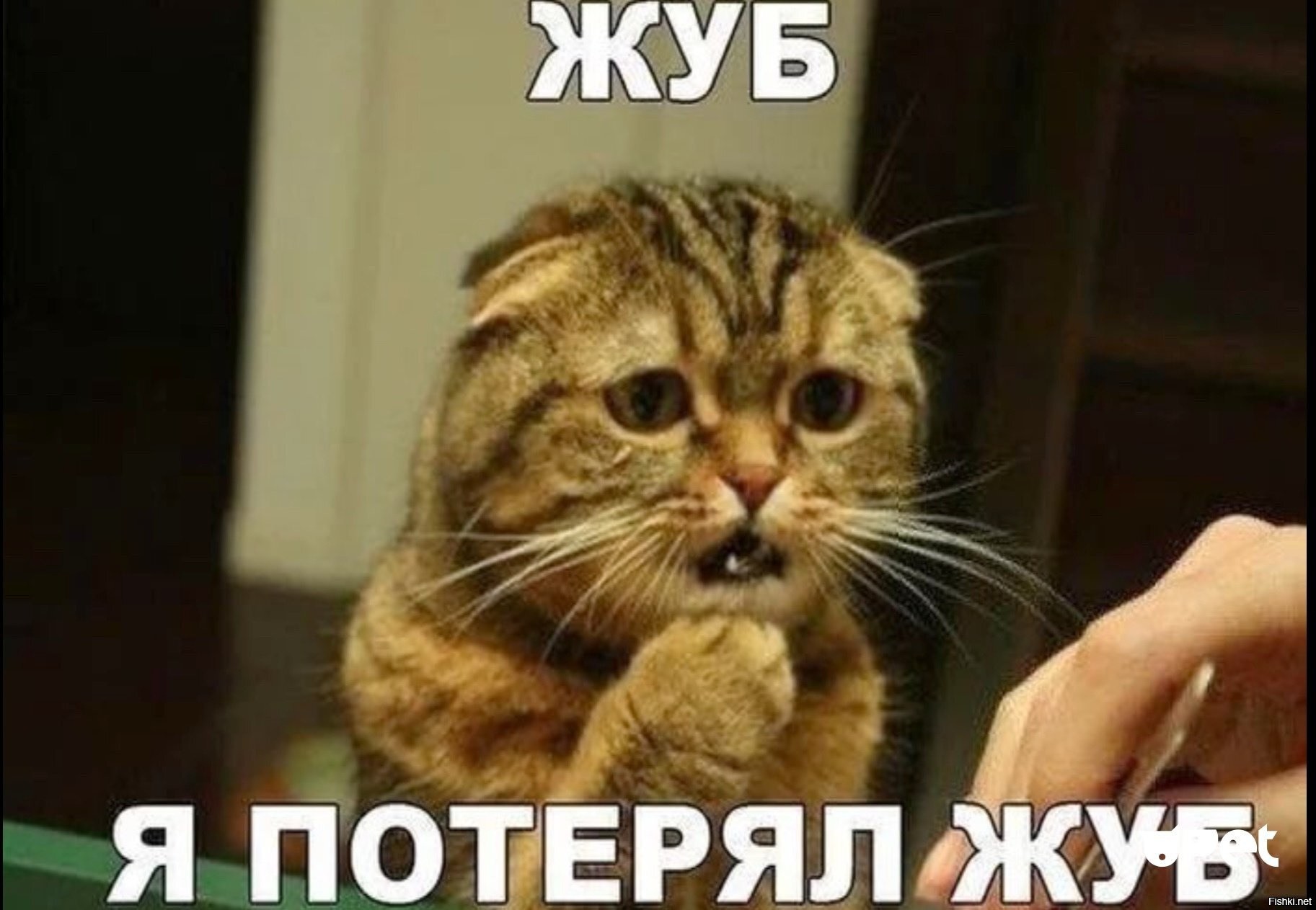 Ну просто не знаю почему. Жуб кот. Кот Мем. Коты мемы. Мемы с котами и надписями.