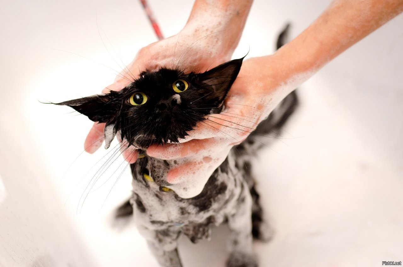 Мытье шерсти. Мытье кошки. Купание кошки. Кота моют. Мокрая кошка.