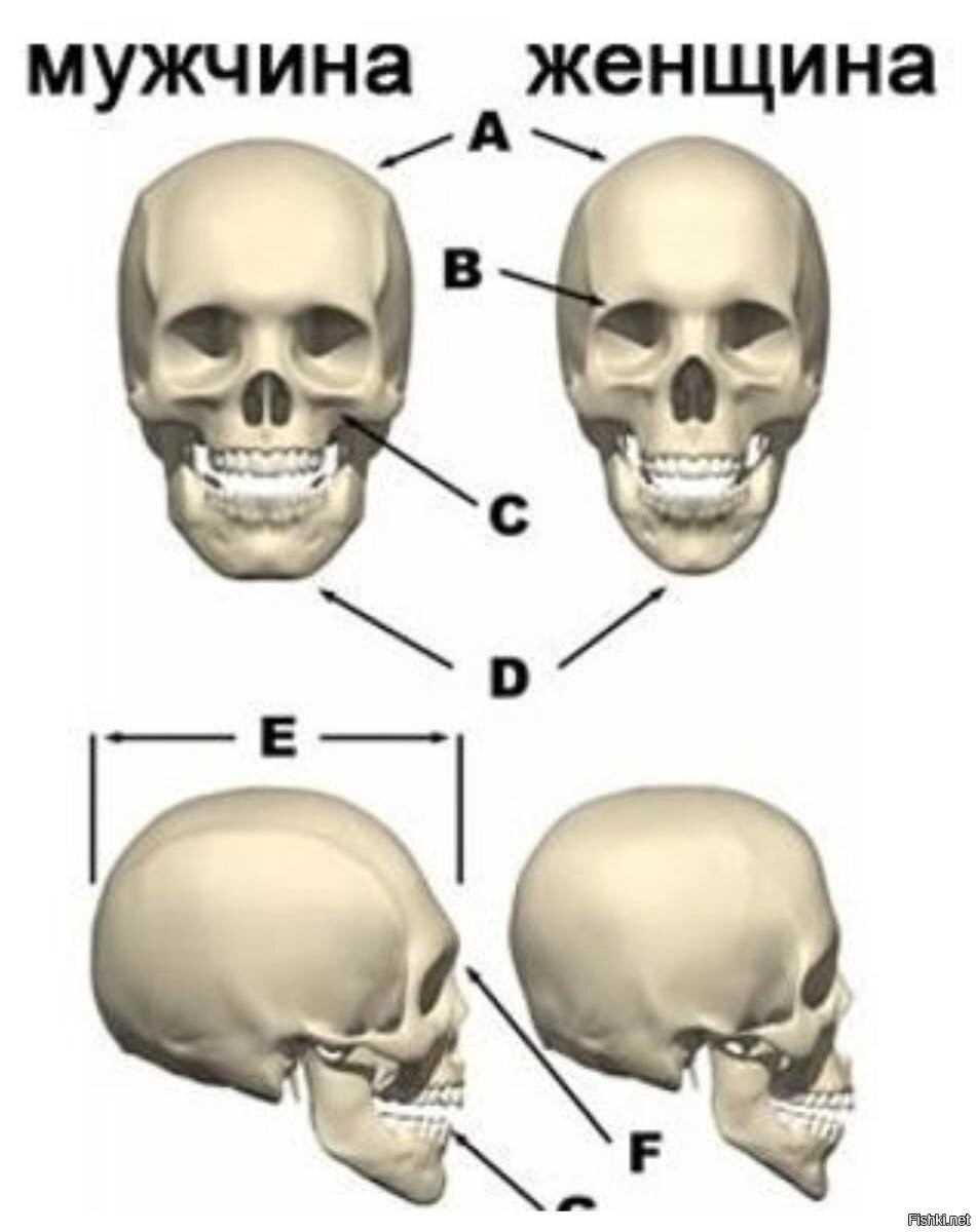 Формы черепа у мужчин. Различия мужского и женского черепа. Форма человеческого черепа. Череп женщины и мужчины разница.