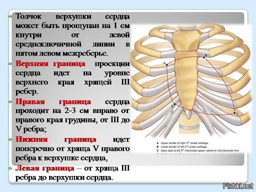 Верхушка сердца. Проекция верхушки сердца. Куда проецируется верхушка сердца. Верхушка сердца проецирует. Проекция правой границы сердца.