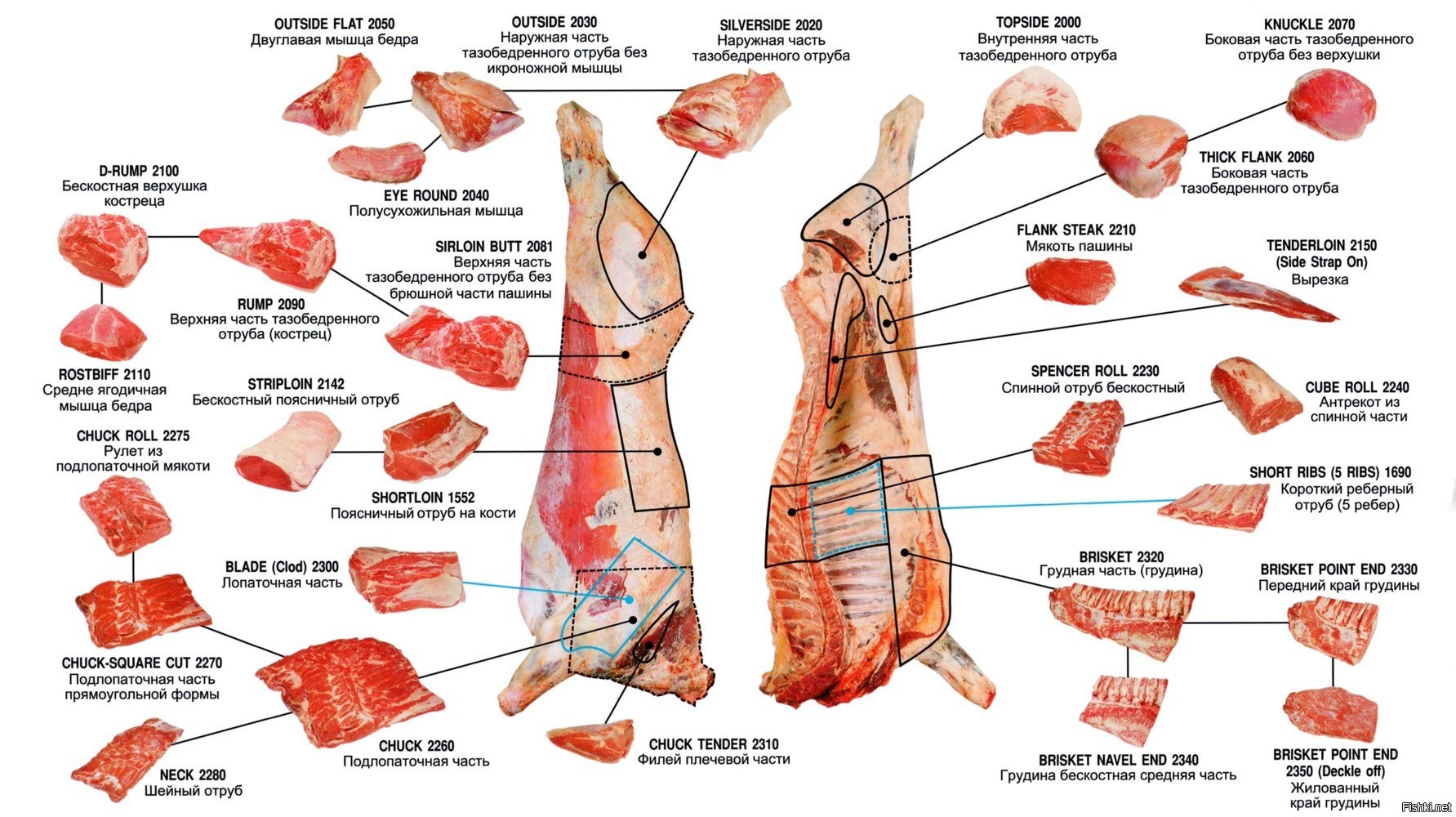 Схема разрубки говядины