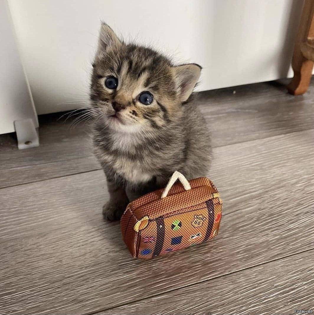Котенок с чемоданом