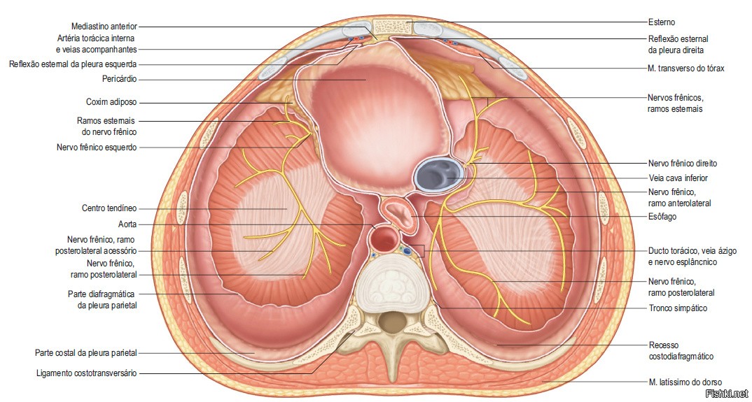 Диафрагма картинки анатомия