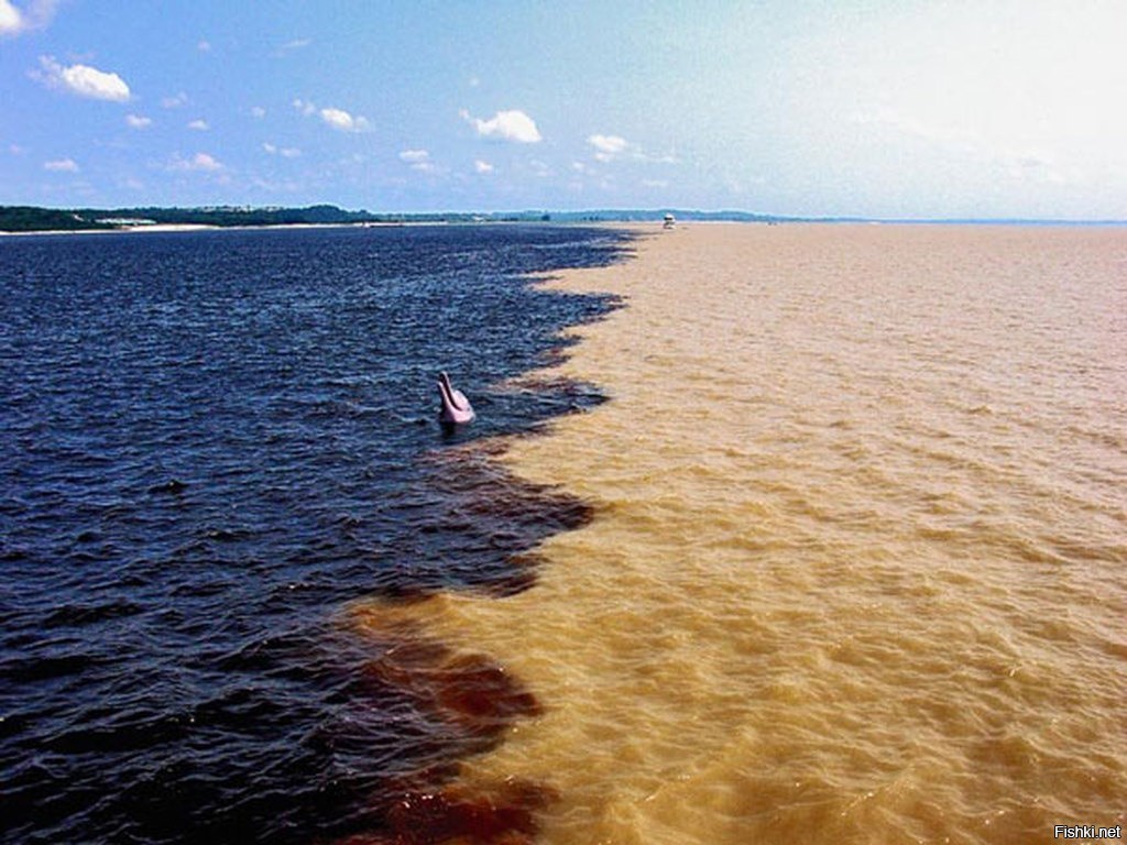 Воды океанов не смешиваются. Река Рио Негро. Слияние амазонки и Рио-Негро. Река Амазонка и Рио Негро. Амазонка слияние и Рио Негро и Солимойнс.
