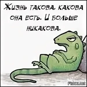 Такова жизнь картинки смешные