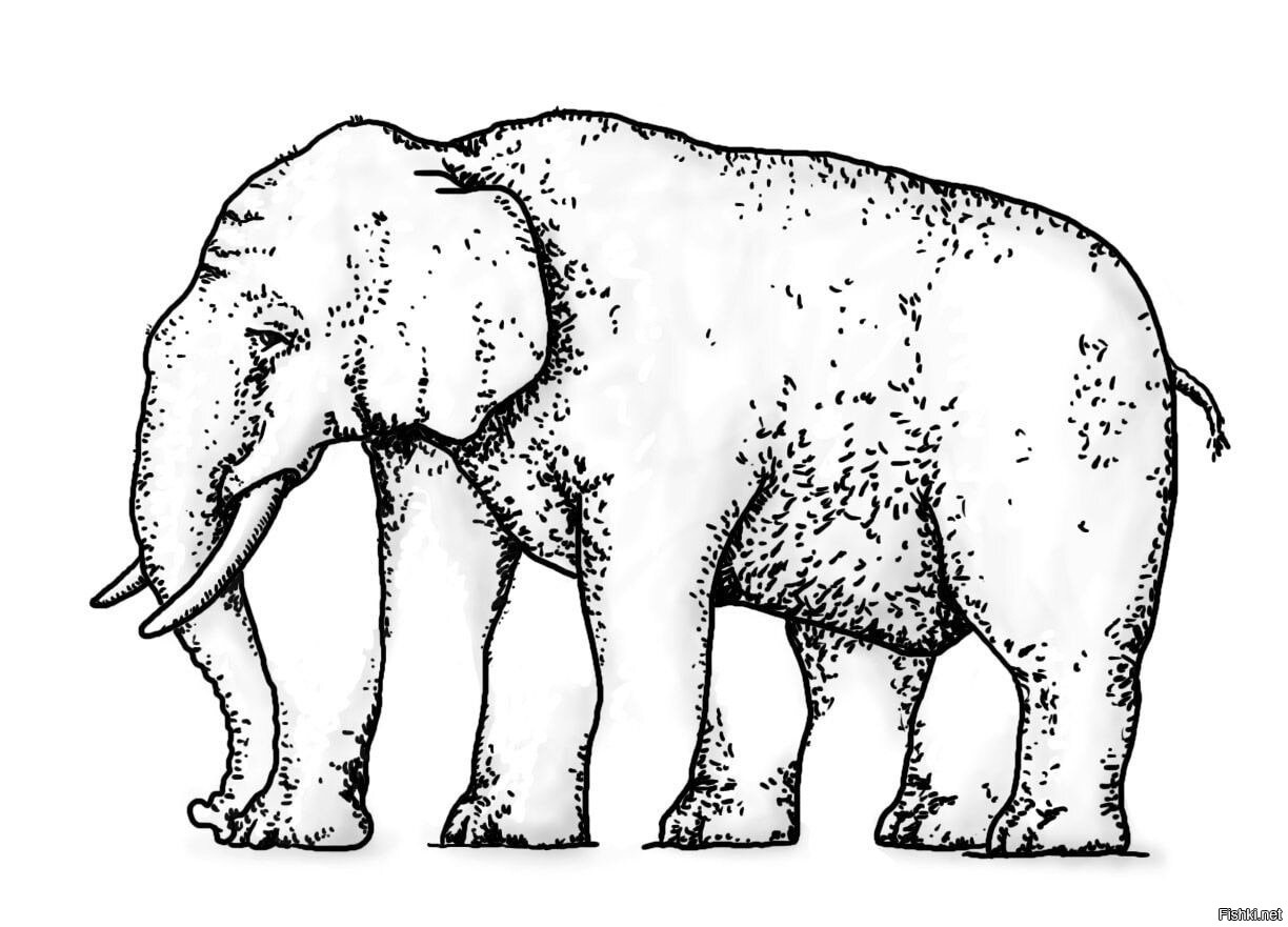 Иллюзия слон