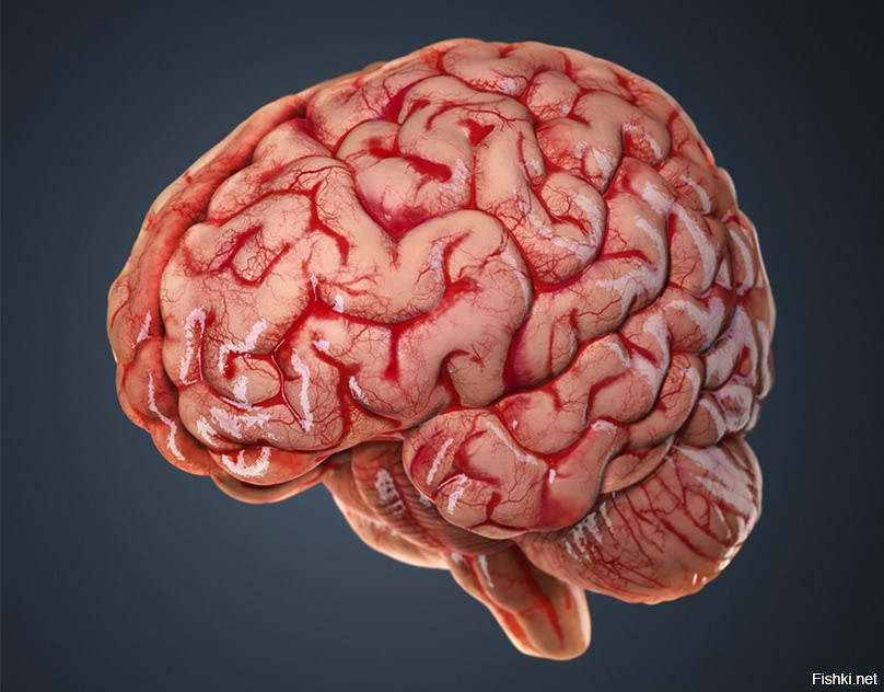 Cerebro de pan epub
