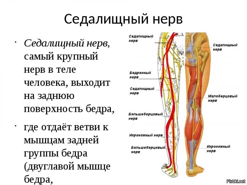 Схема расположения седалищного нерва у человека