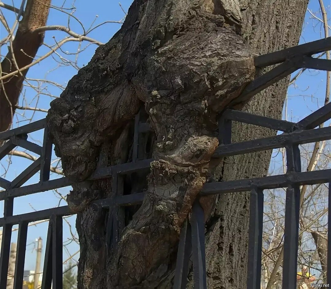 Дерево вросло в забор