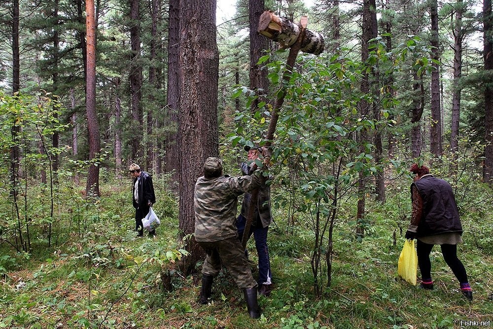 Дж аллигатор шишки падают в лесу