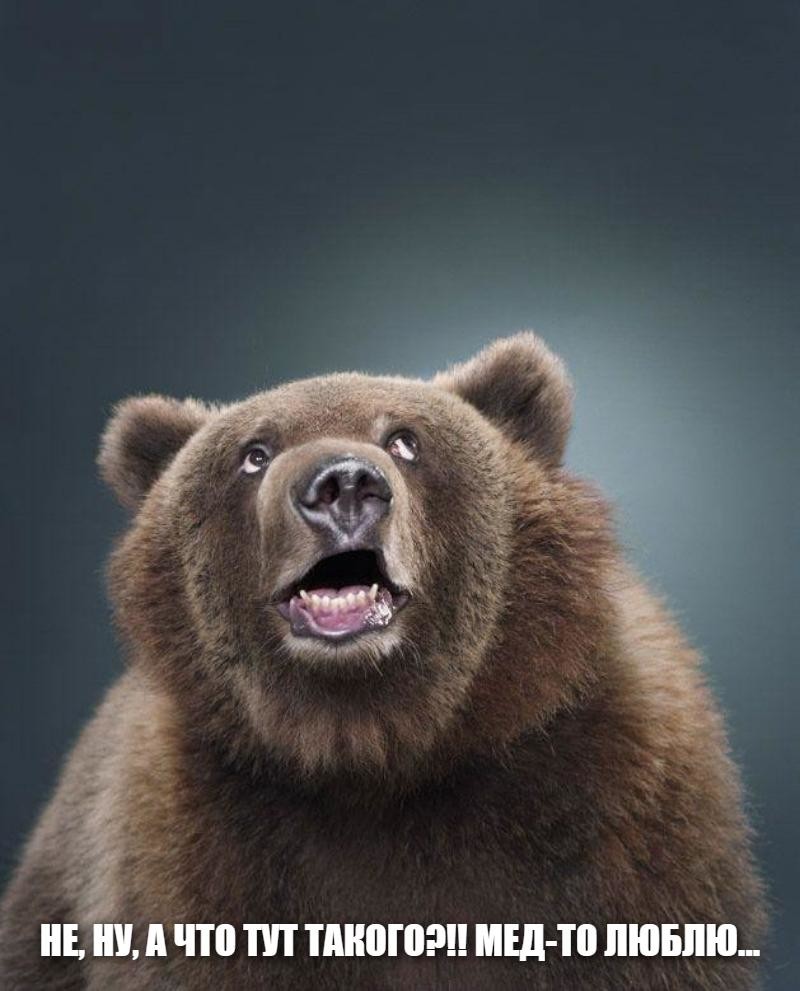 фото медведя японского фотографа