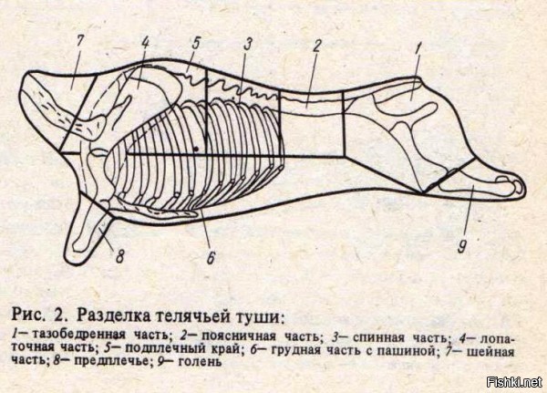 Схема разделки туши