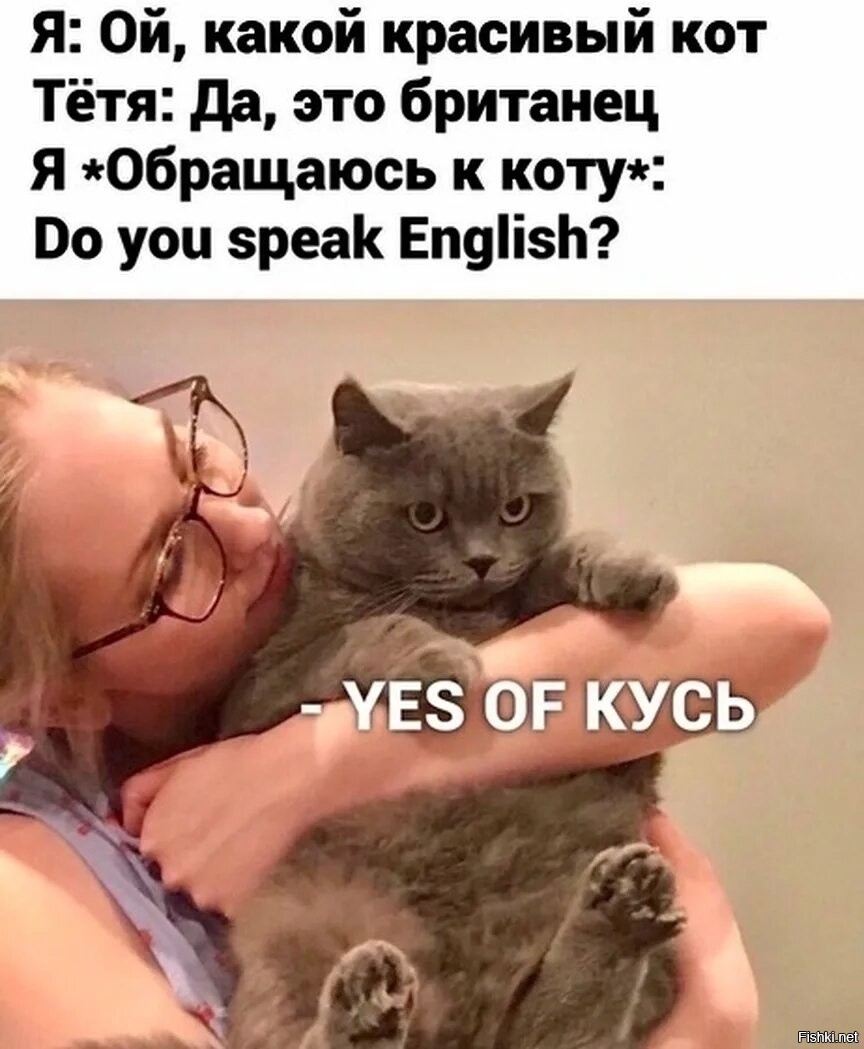 Британский кот Yes of Кусь
