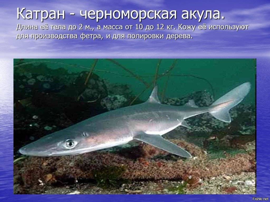 Рыбы Азовского Моря Фото С Названиями