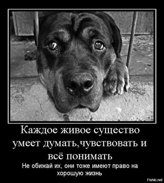 Собака хочет жить. Животные лучше людей цитаты. Фразы про собак. Бездомная собака демотиватор. Бездомные животные демотиваторы.