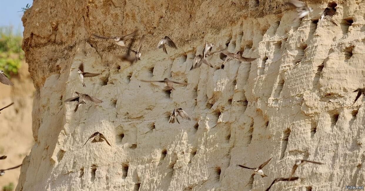птицы живущие в трещинах скал и под карнизами