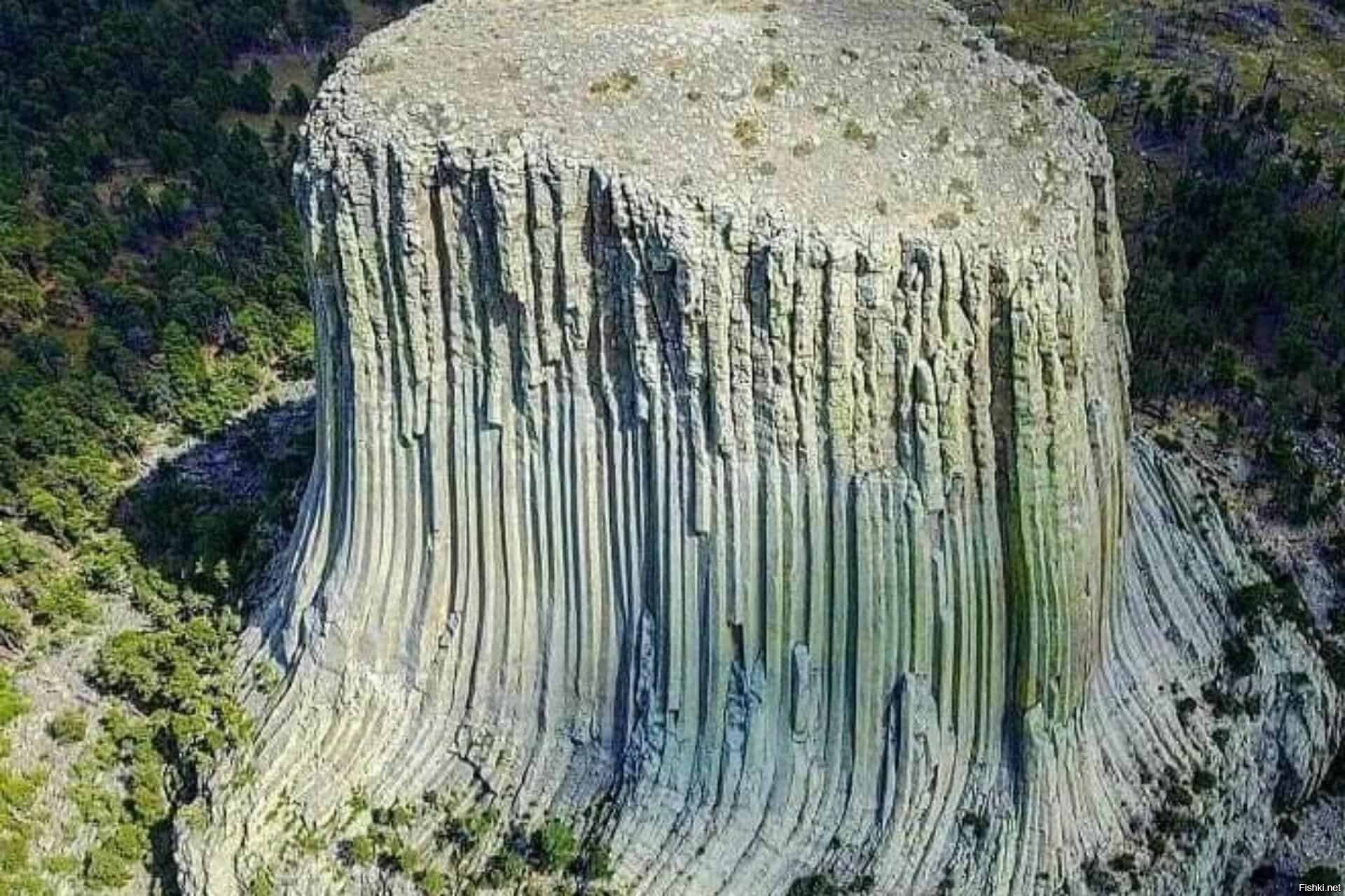 Кремниевые деревья на земле фото