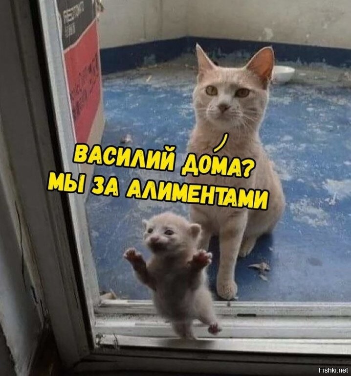 Картинки кот василий