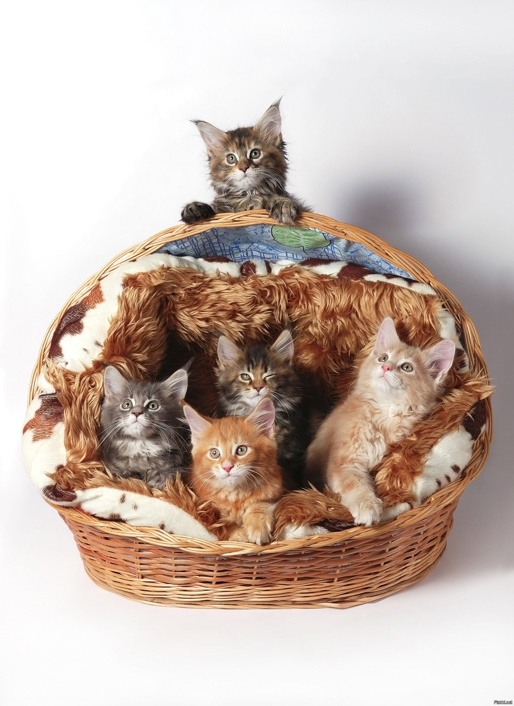 8 котят у кошки. Корзинка для кошки. Кошка в лукошке. Котята в корзинке. Котики в корзине.